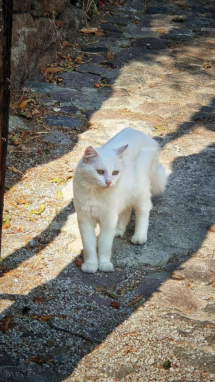 A beautiful and wise cat