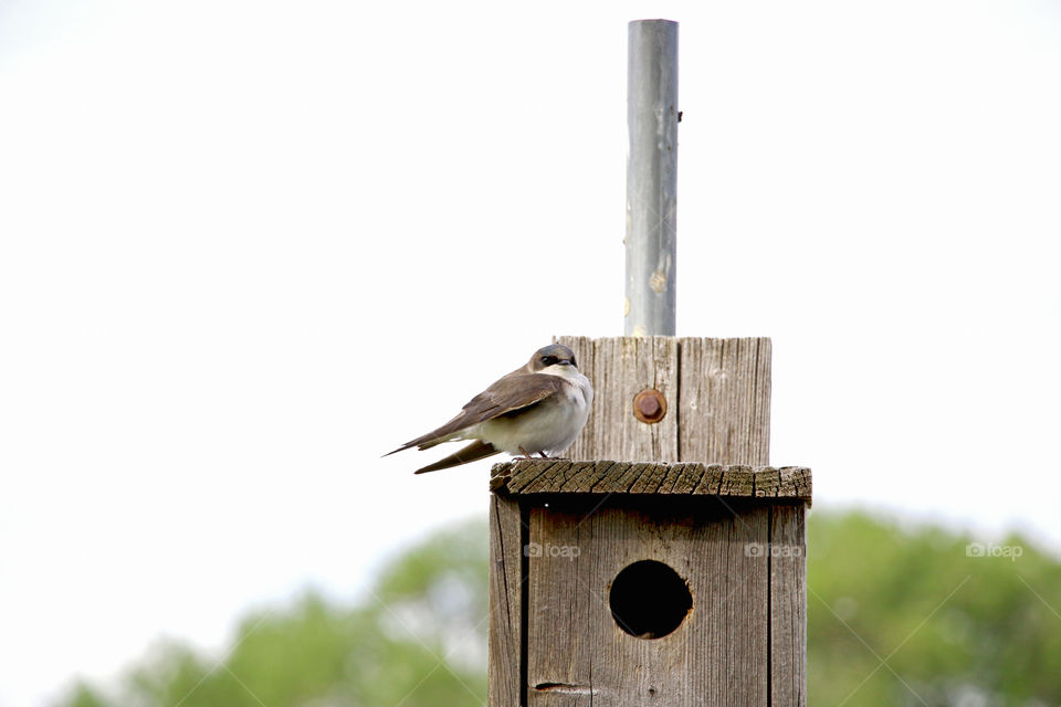 Bird, Birdhouse, Nest, Wood, Wooden