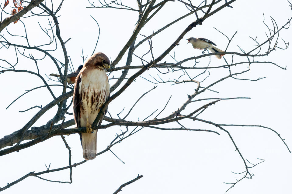 Little bird yelling squawking at hawk