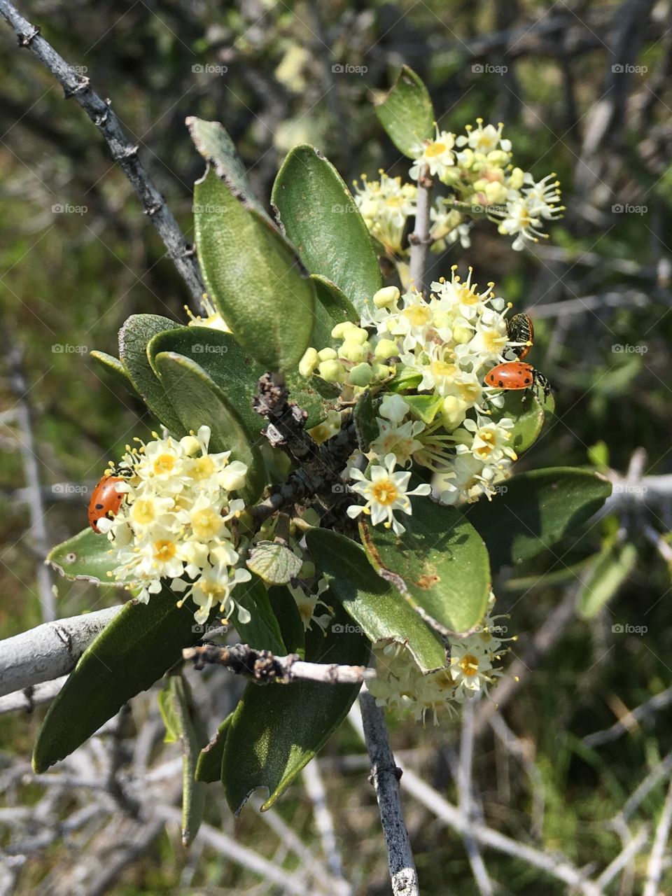 Ladybugs on a blooming tree 🐞 