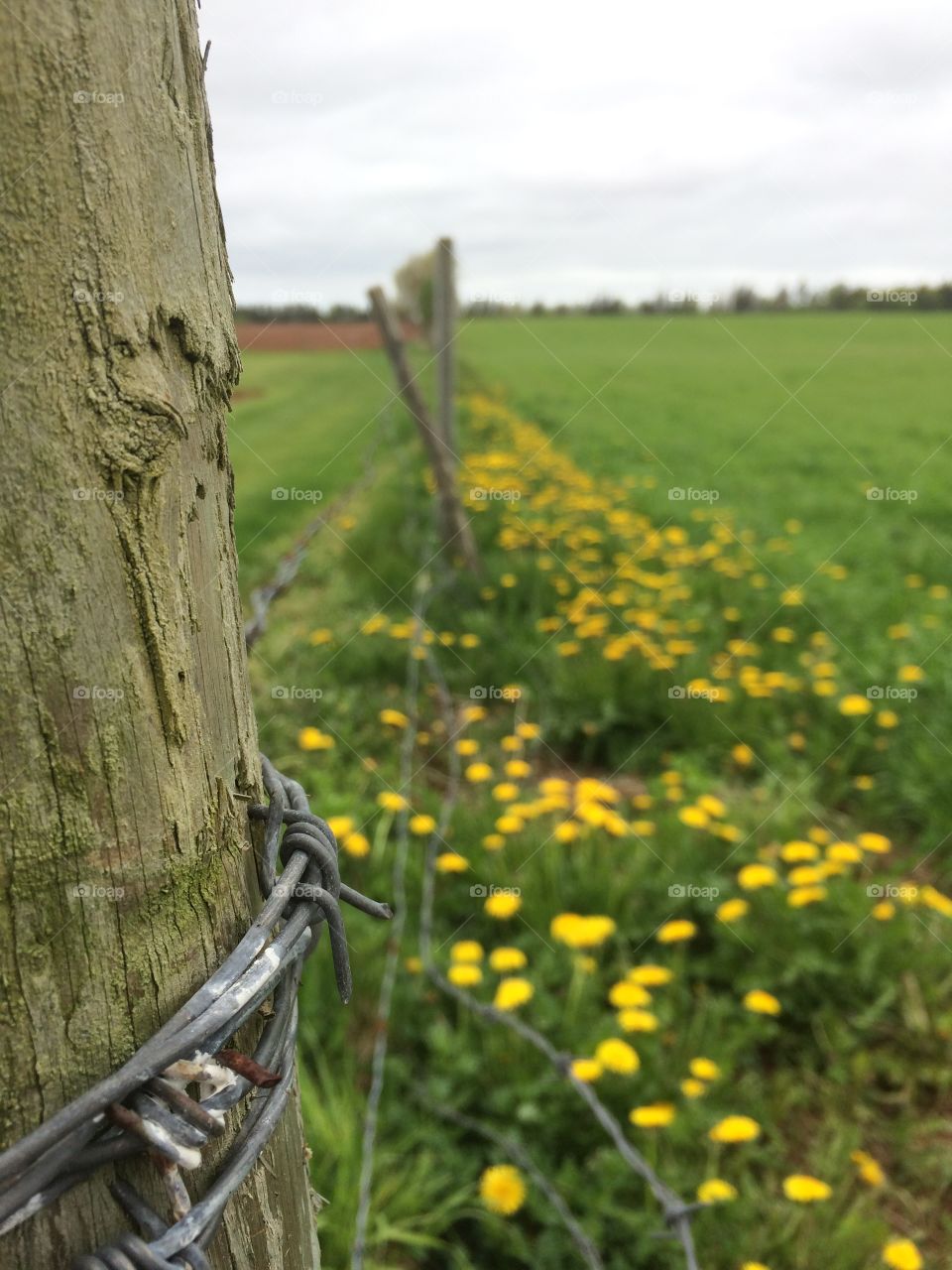 An old fence surrounded by dandelions  