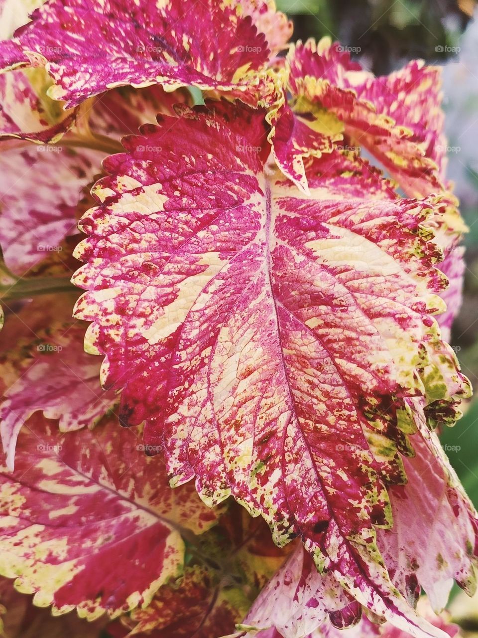 Coleus