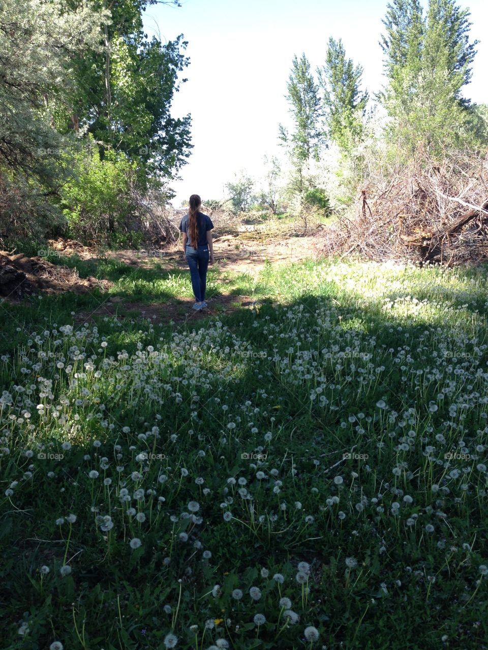 Dandelion field 