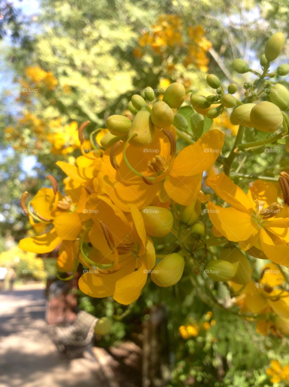 Yellow blooms...