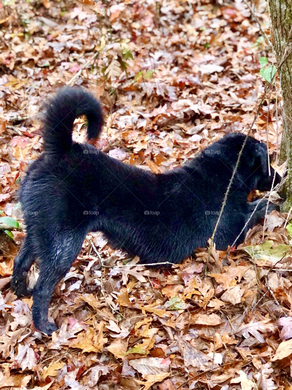 Playful pup after a chipmunk 