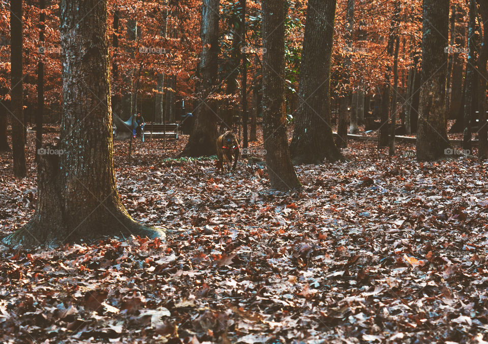 Fall, Tree, Leaf, Wood, People