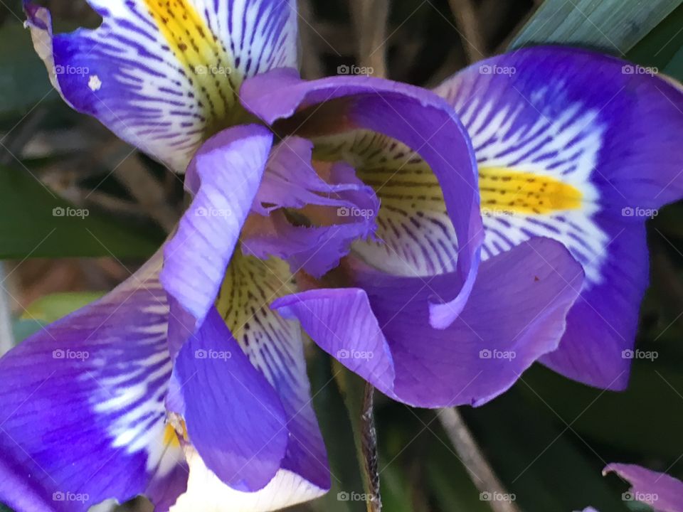Winter iris 