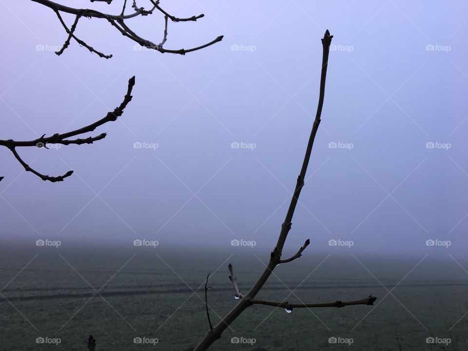 Christmas Day Walk .. tree branch in the foreground ... fog in the background