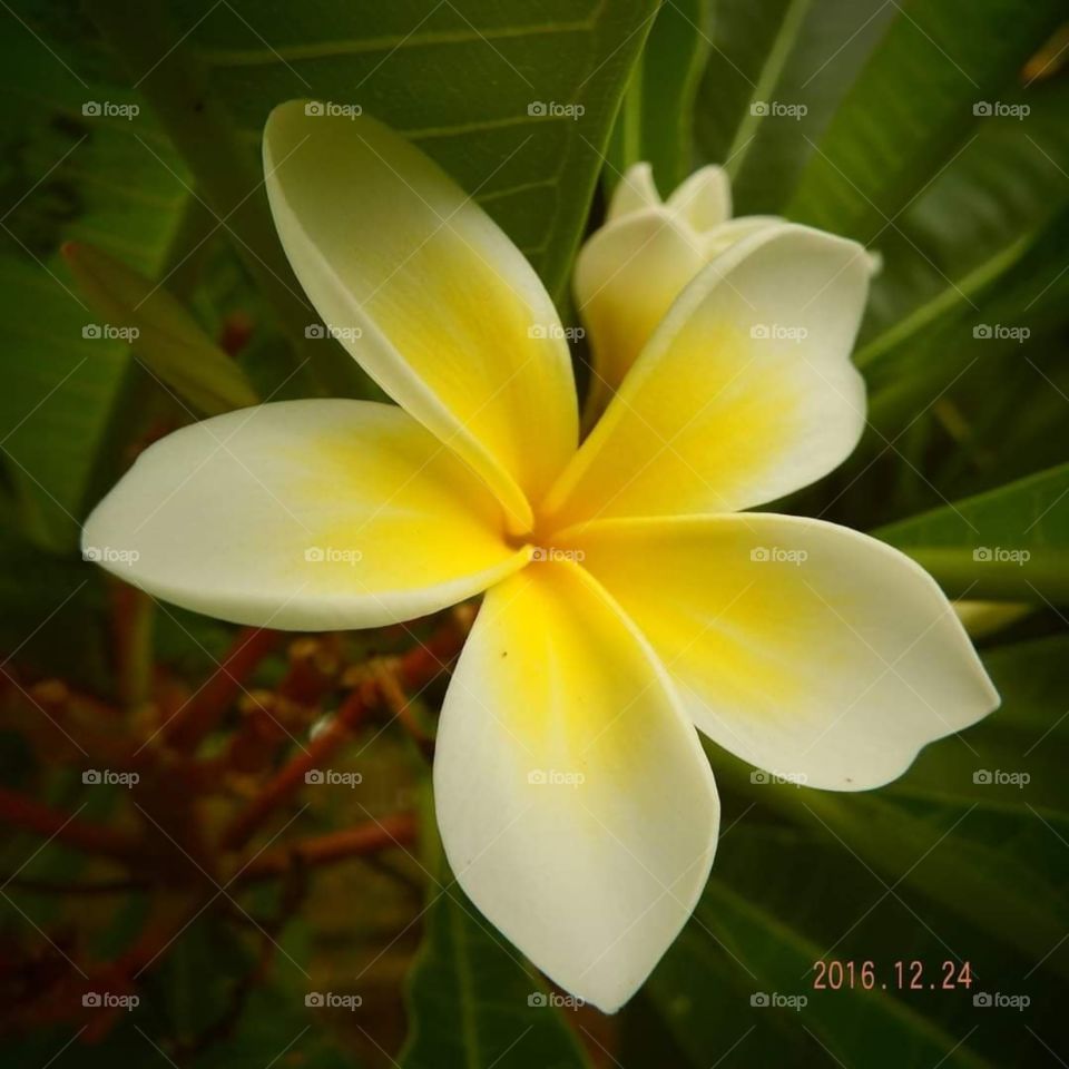 Yellow Flower