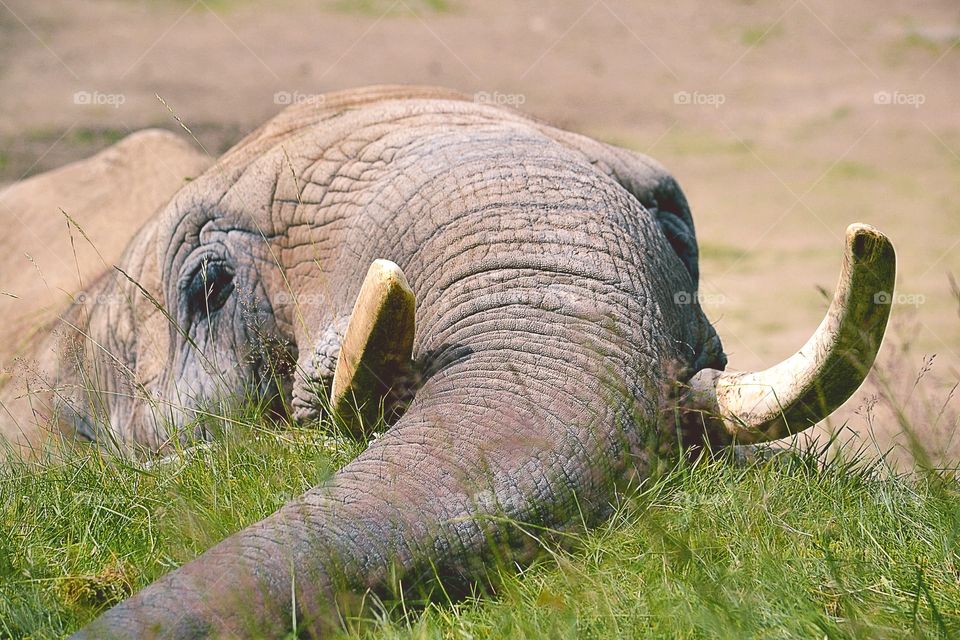 Close-up of elephant