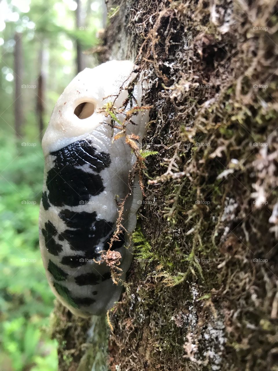 Amazing large black and white slug on side of mossy large tree in Pacific Northwest! 
