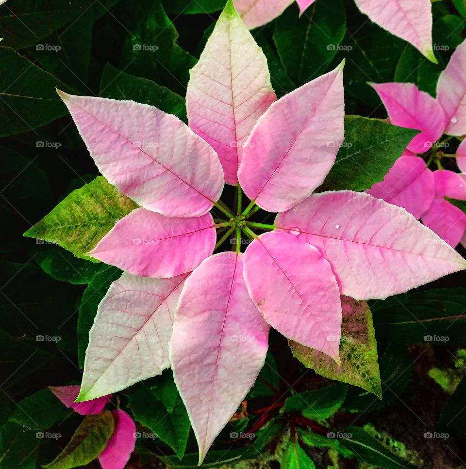 Pink poinsettia—taken in Chicago, Illinois 