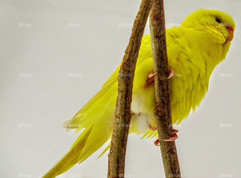 beautiful yellow parakeet