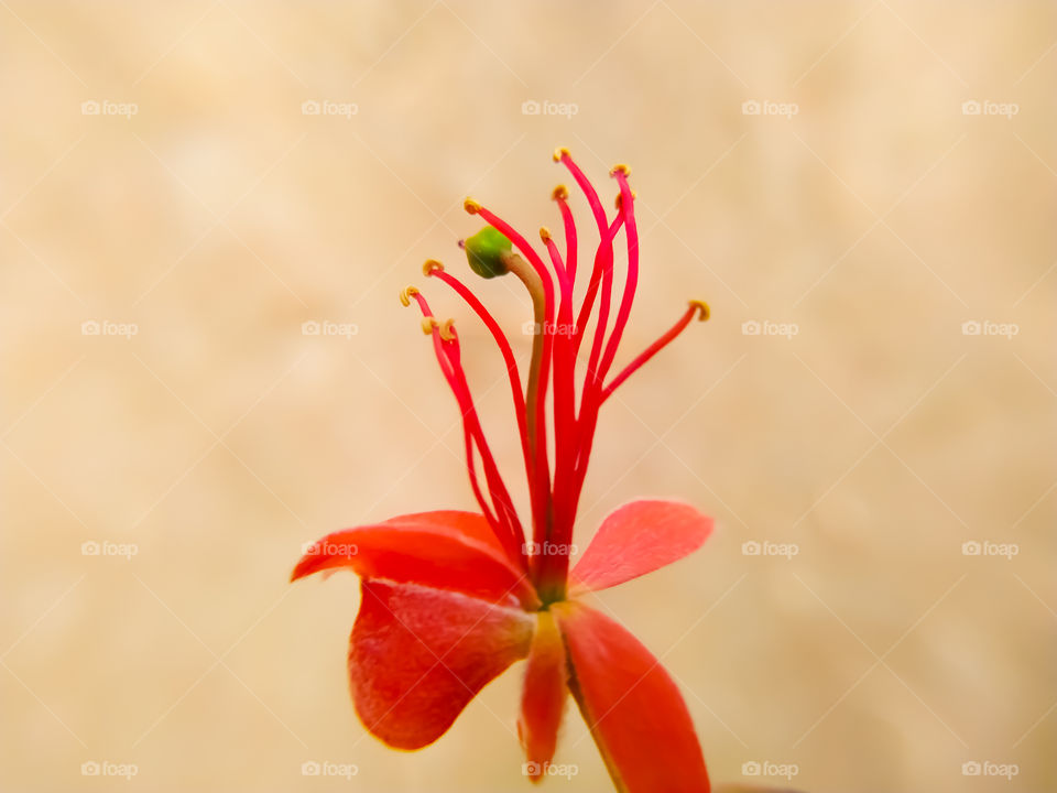 Capparis decidua flowers on the gray background