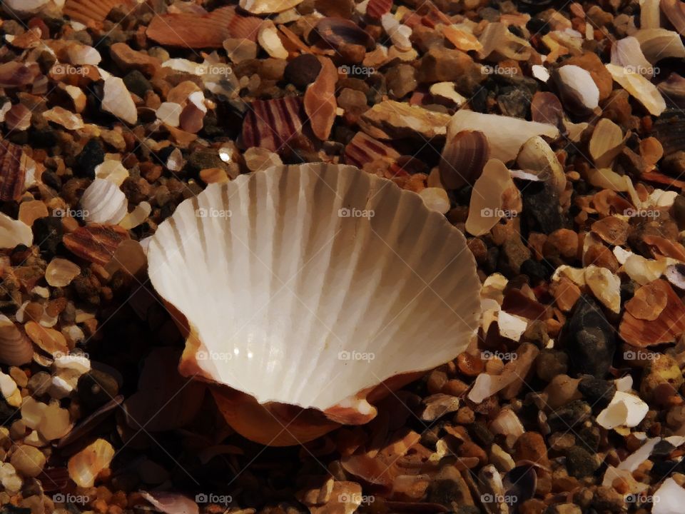 Scallop shell in shades of brown 