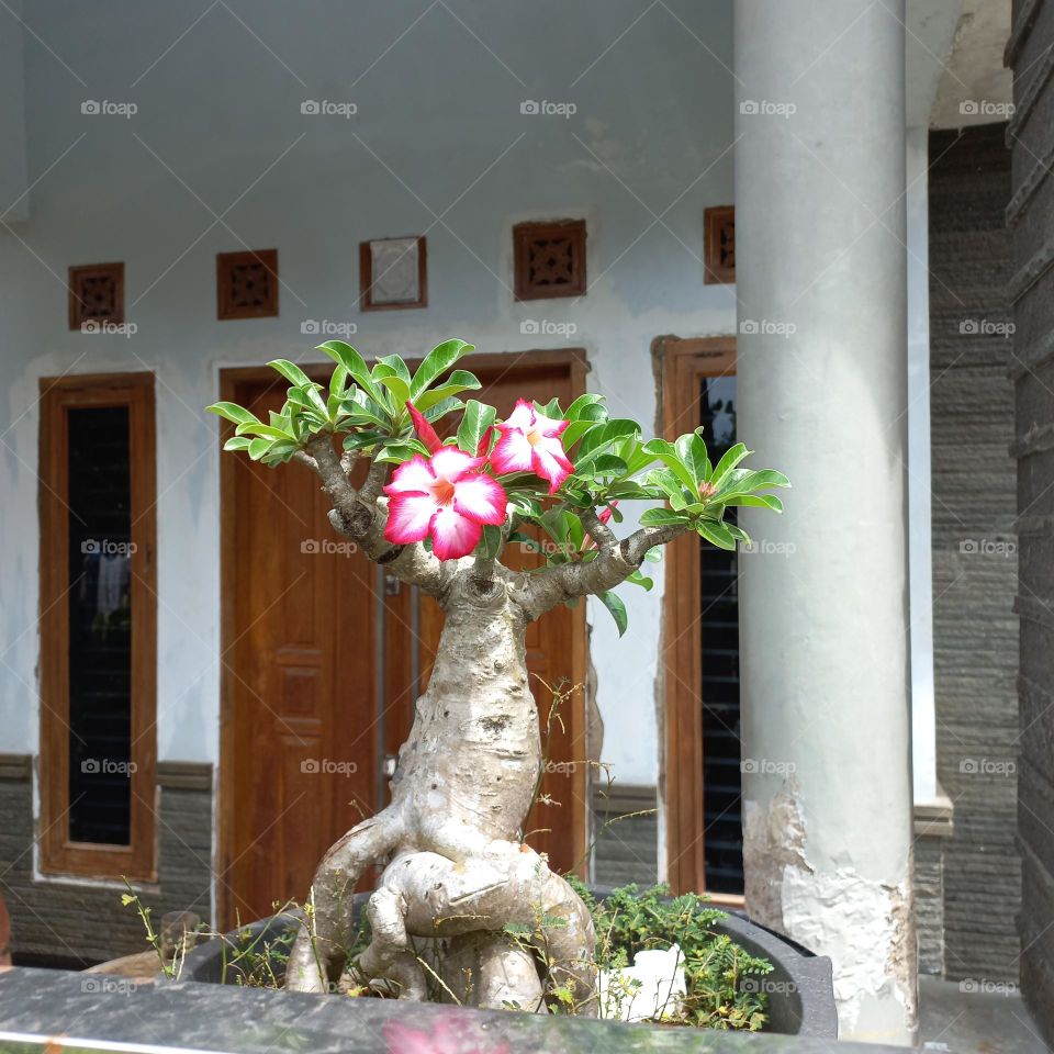 adenium is a species of ornamental plant, the stem is large, the lower part resembles a tuber.