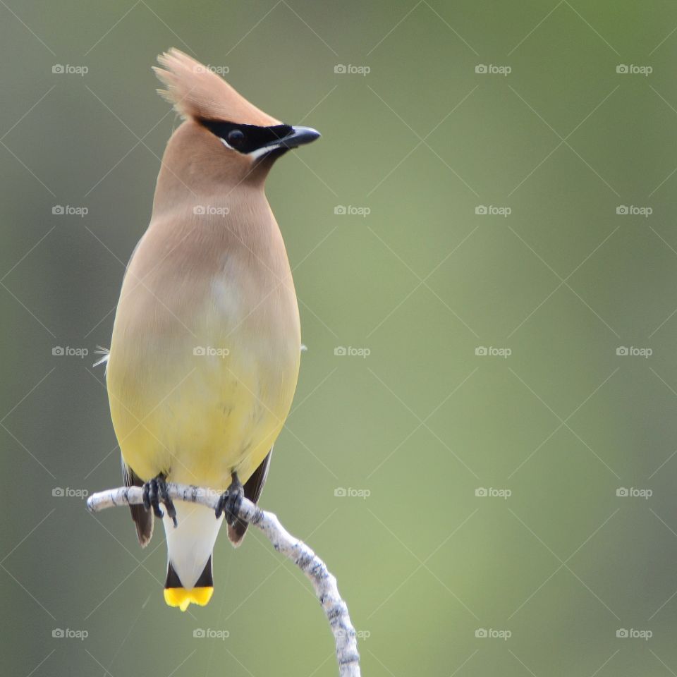 Cedar Waxwing 