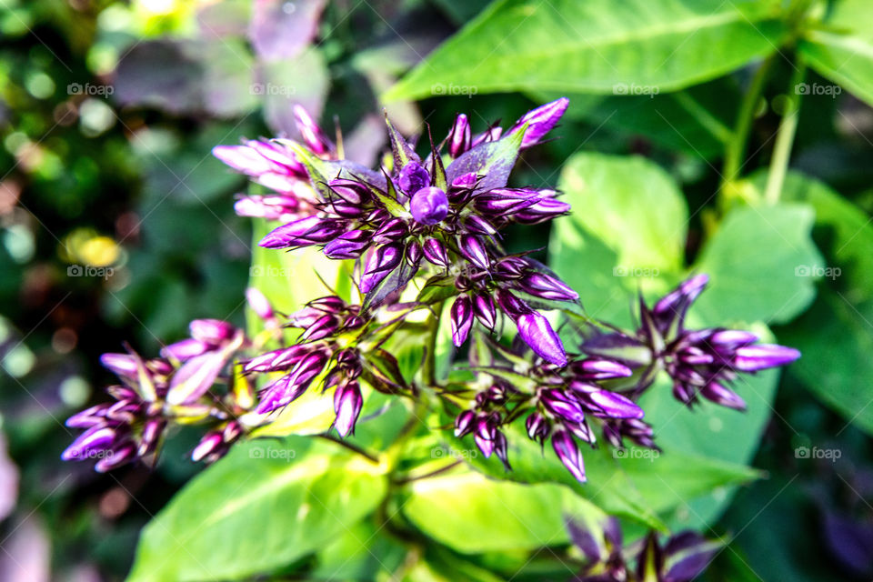 High angle view of purple flower