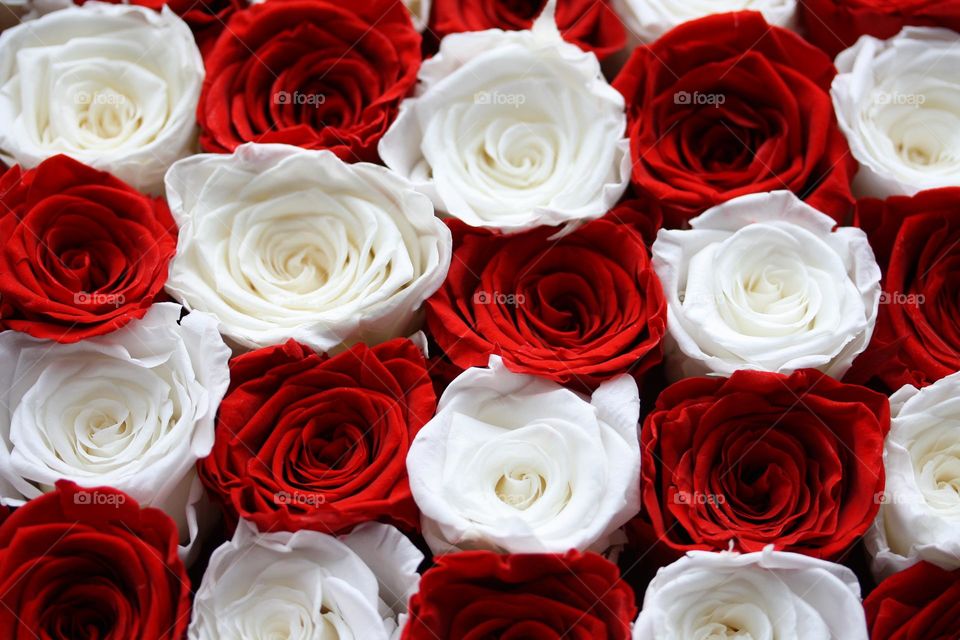 Red and white roses