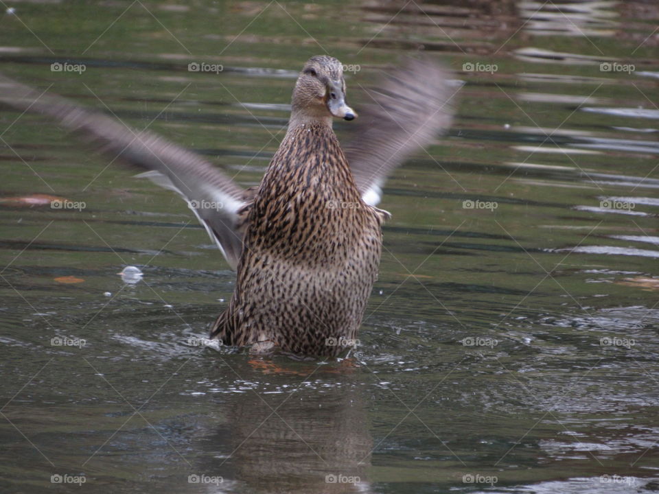 Duck flapping Wings