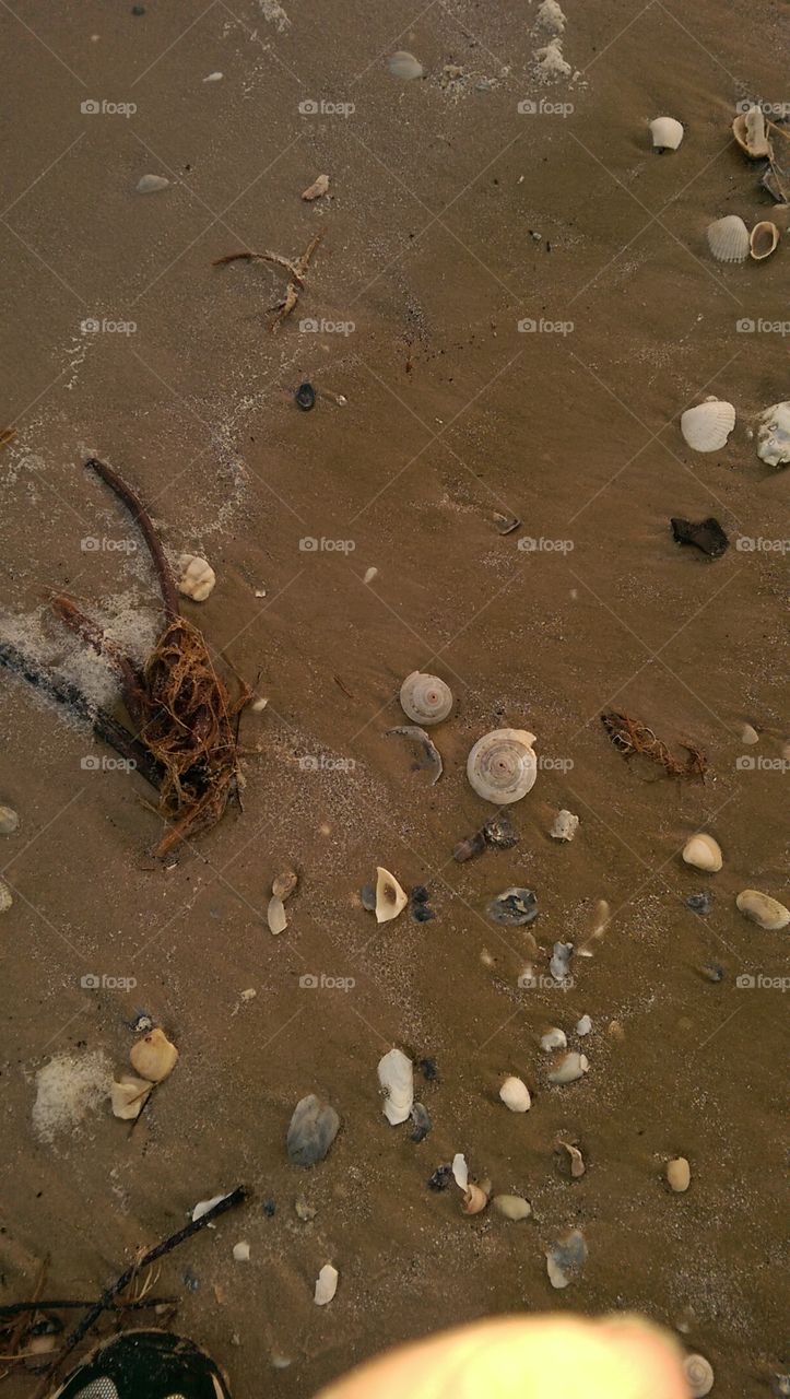 seashells @ Matagorda Beach.