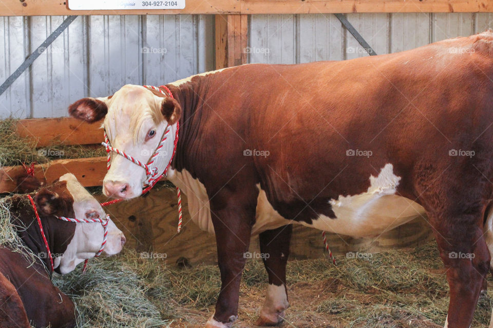 Cow at the county fair 