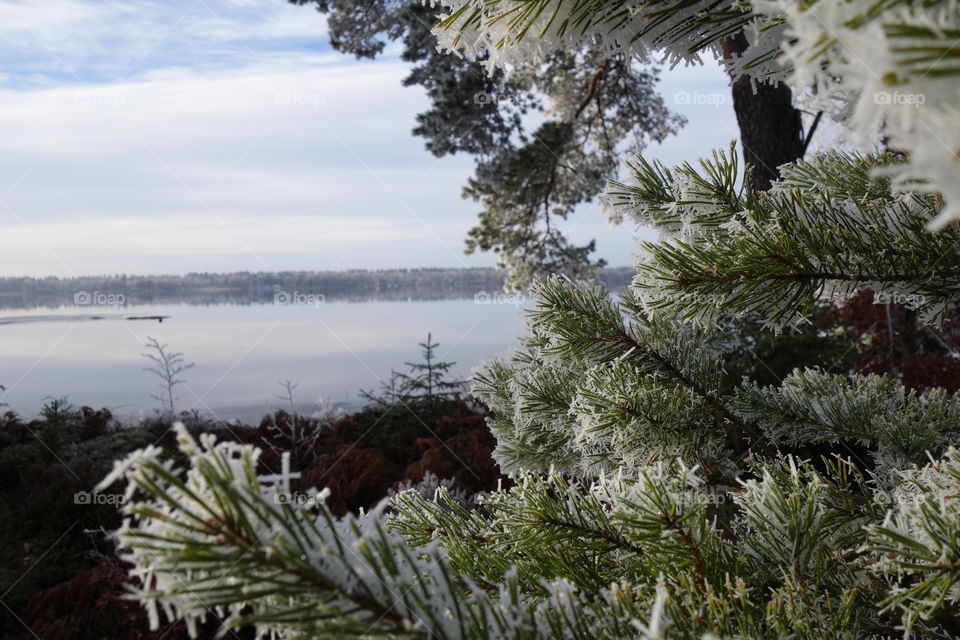 View of frozen plant and idyllic lake