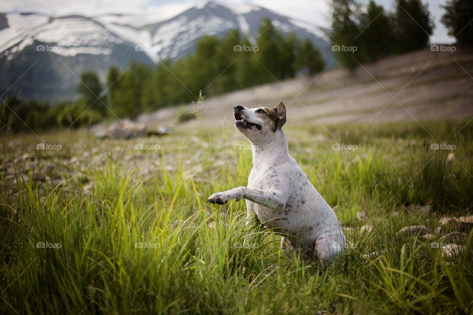 Dog sitting in the grass submits a paw