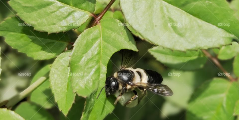 Indian bee cutting leaf.