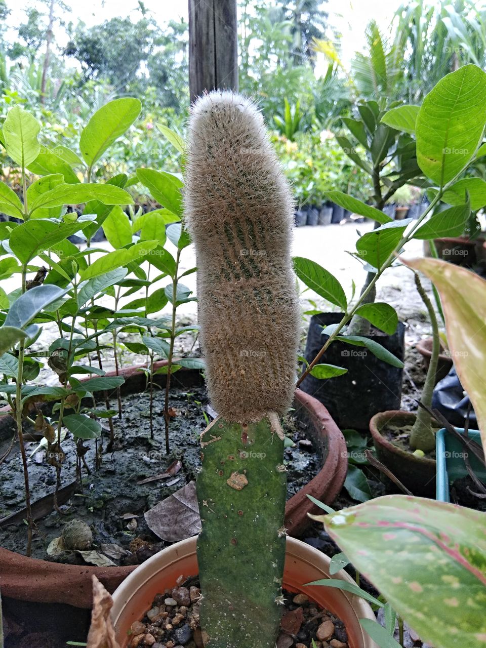 Single headed cactus.