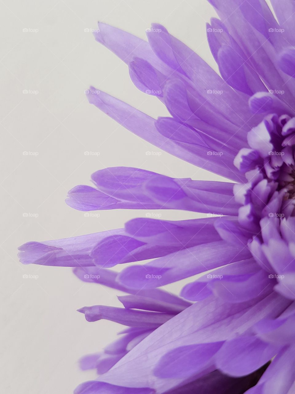 Purple flower against white background