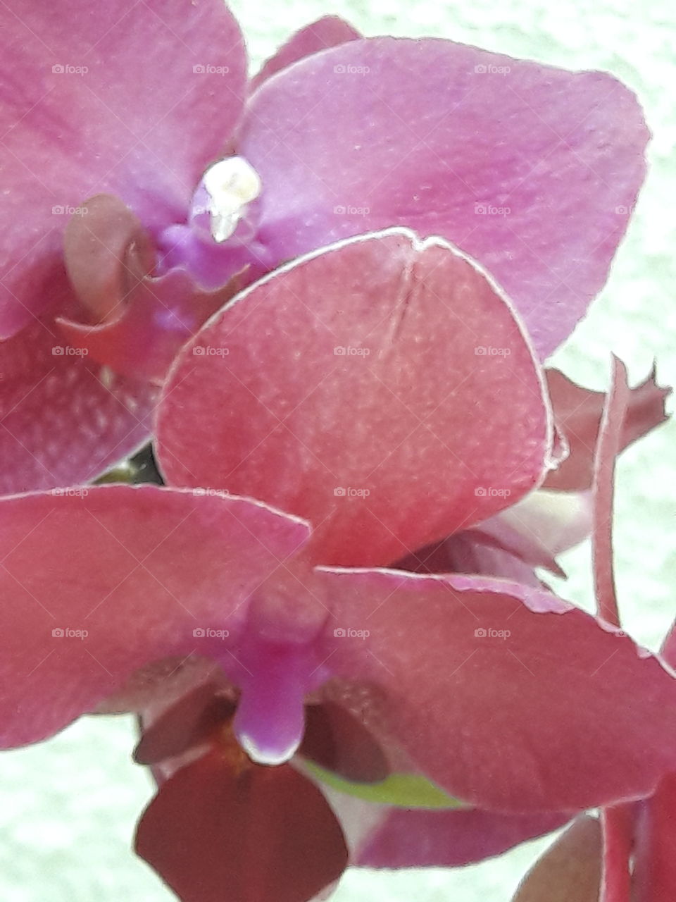 Flower Orchidea