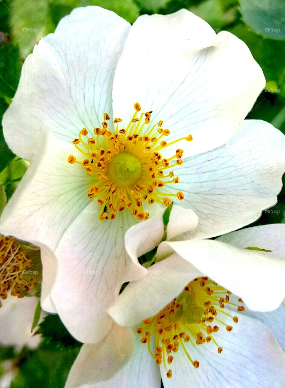 No Person, Flower, Nature, Pollen, Outdoors