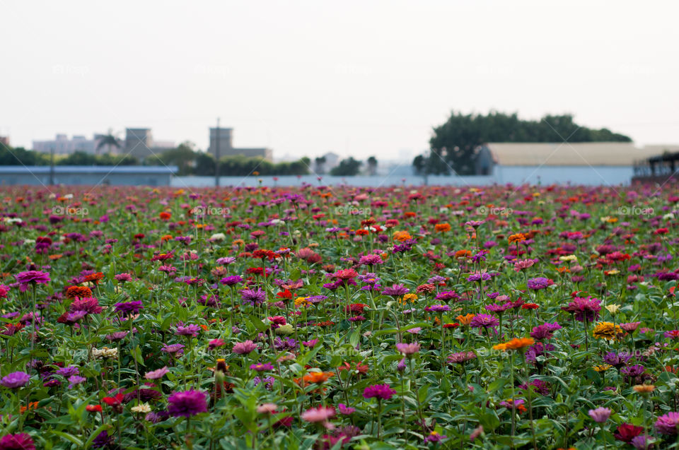 Flower Field in Taiwan 