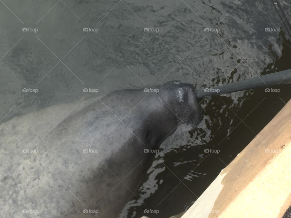 Manatees 