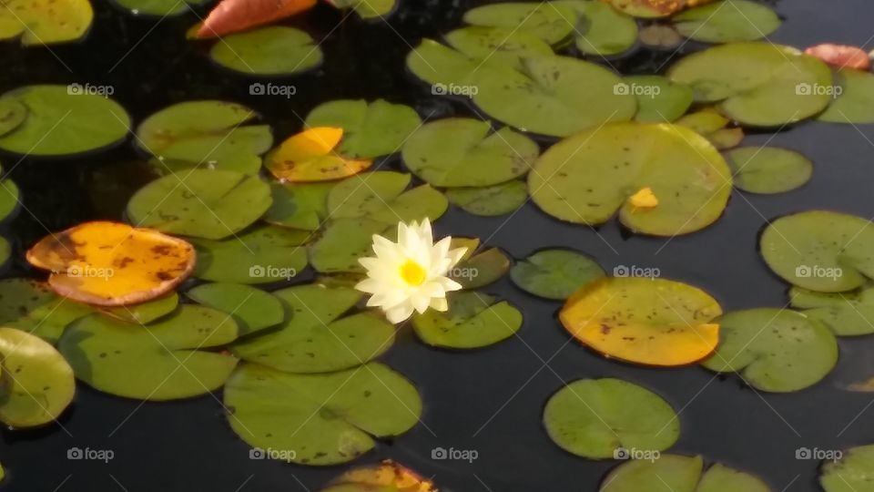 Lily Pad pond
