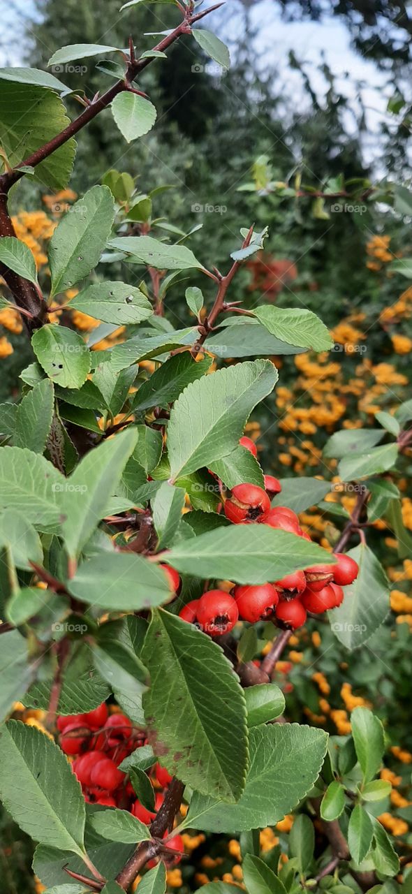 hawthorn bush with red berries