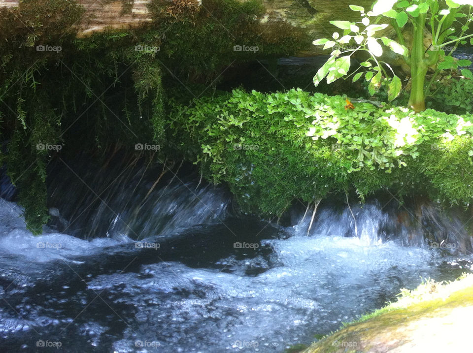 plants water waterfall rocks by tonyalynn