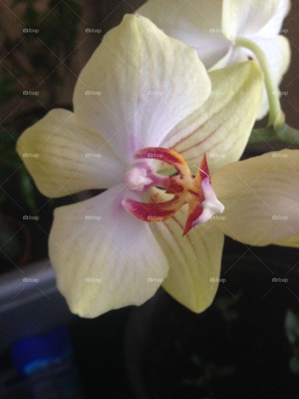 Beautiful orhidea