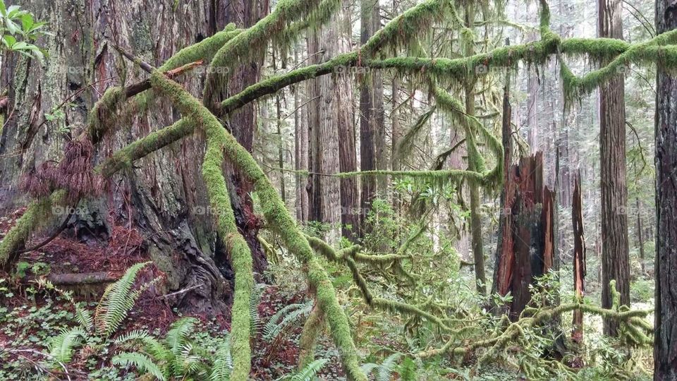Interesting view through moss covered branches of Redwood forest floor.