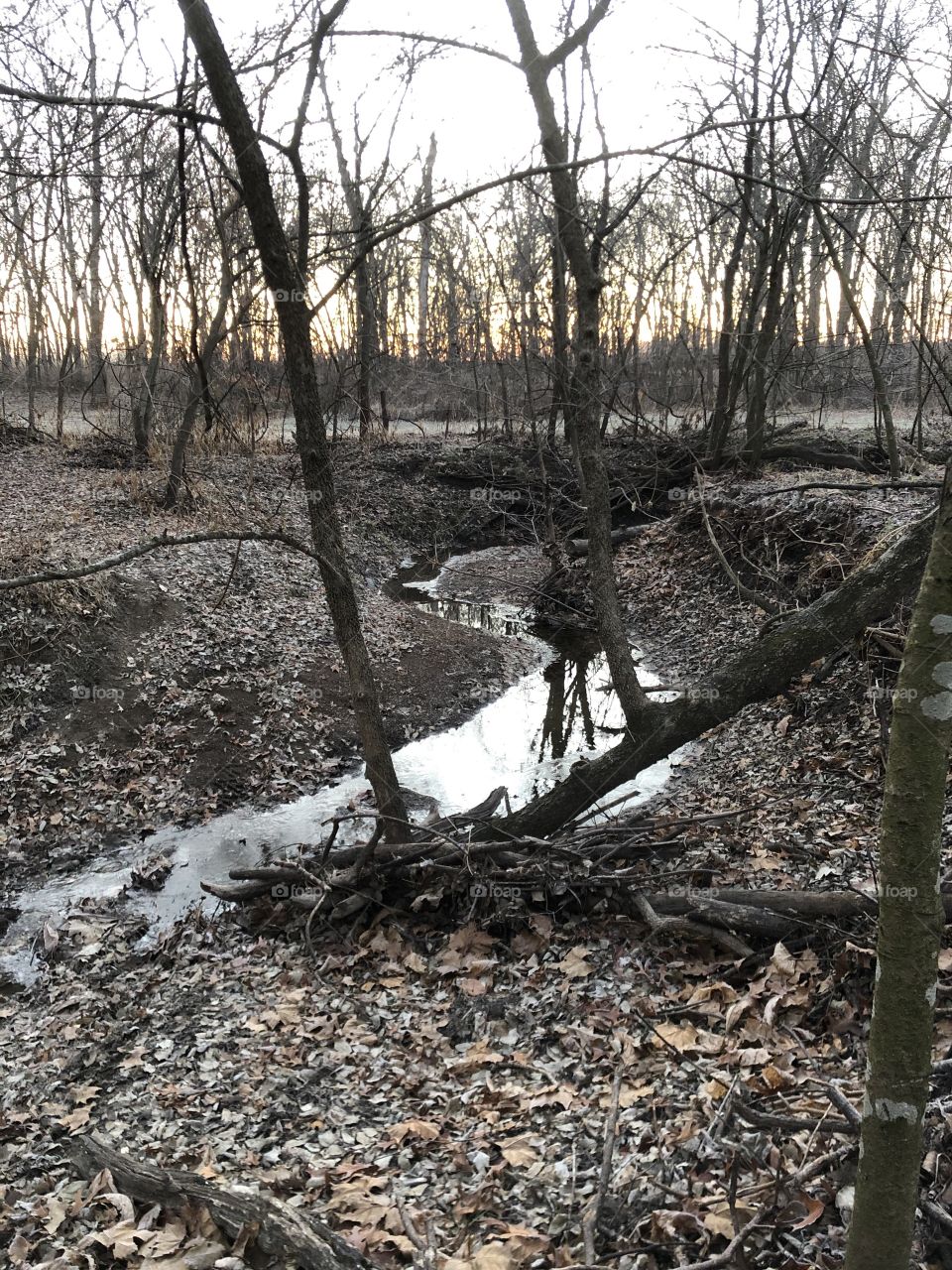 A wandering creek in the woods.