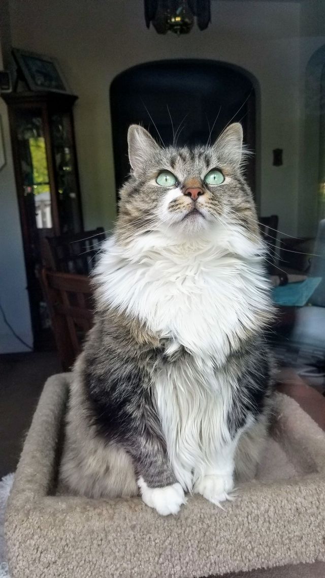 green eye long haired cat