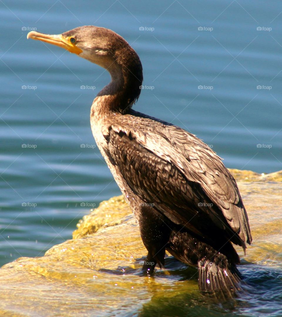 Cormorant in the Summer Sun