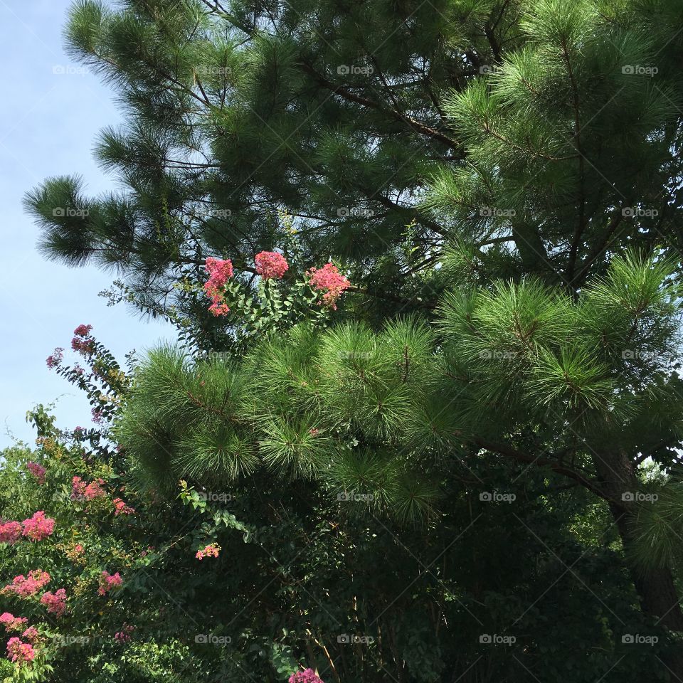 Pine in pink