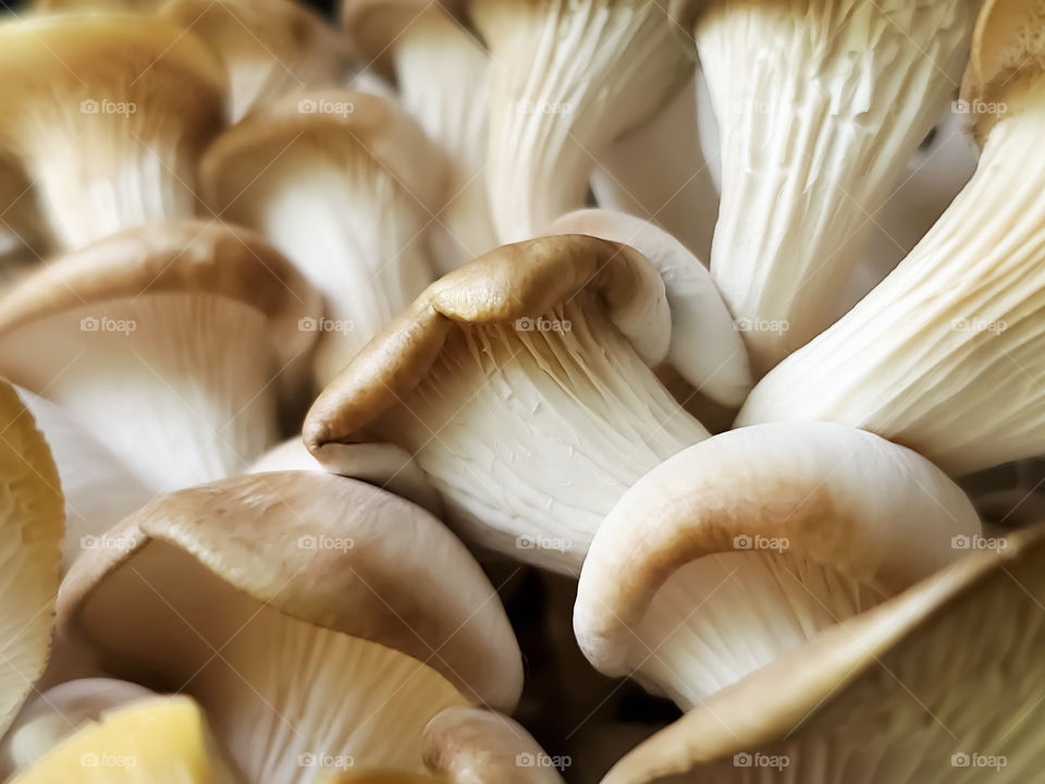 Closeup of young oyster mushrooms