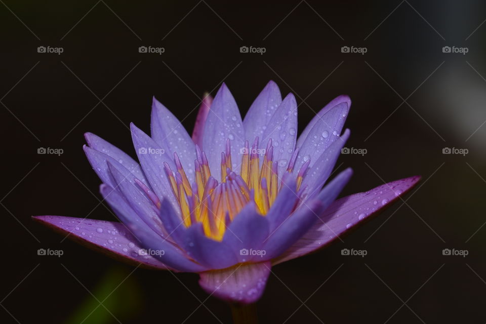 Close up photography of a lotus flower 