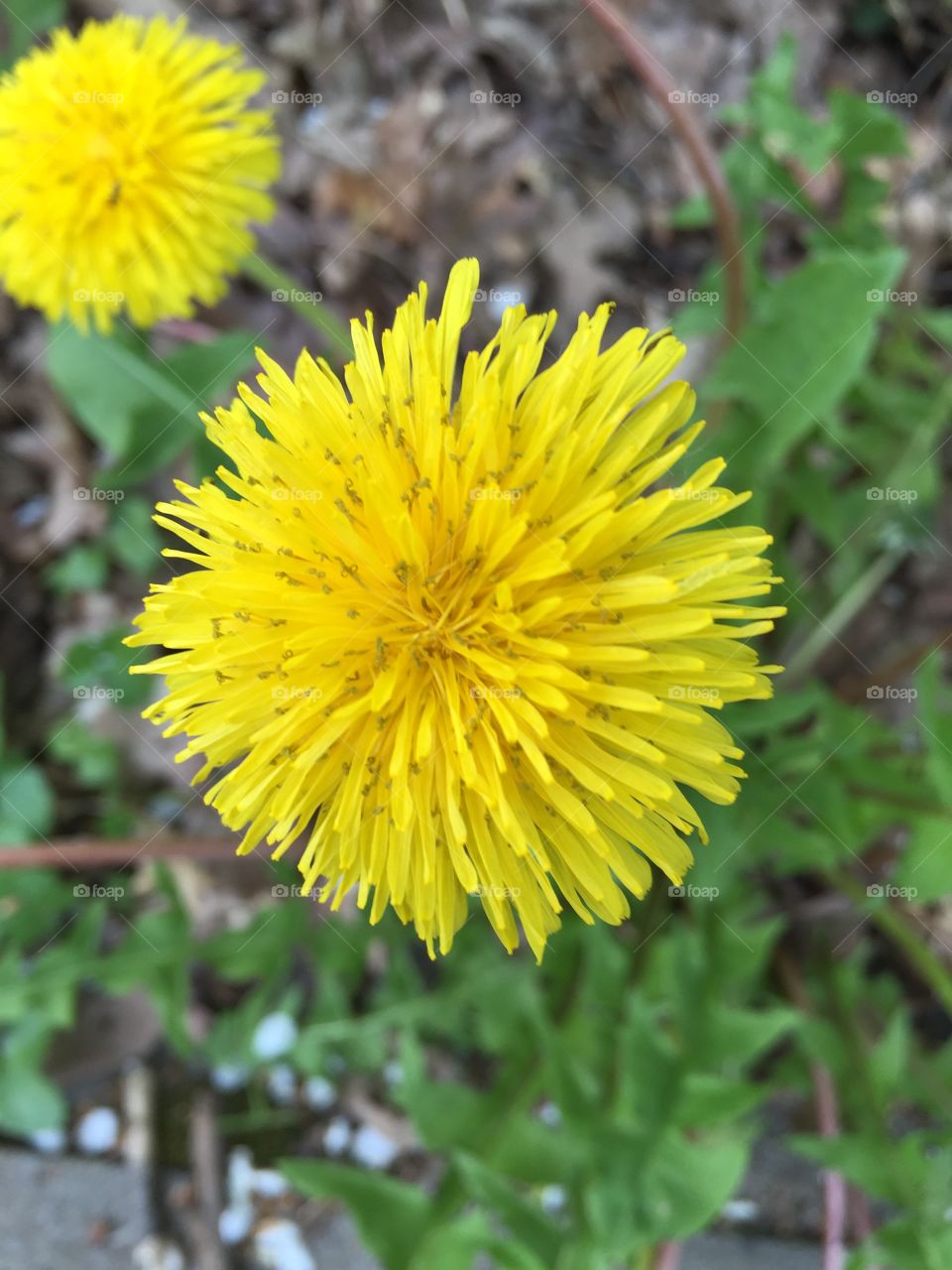 dandelion flower macro shot