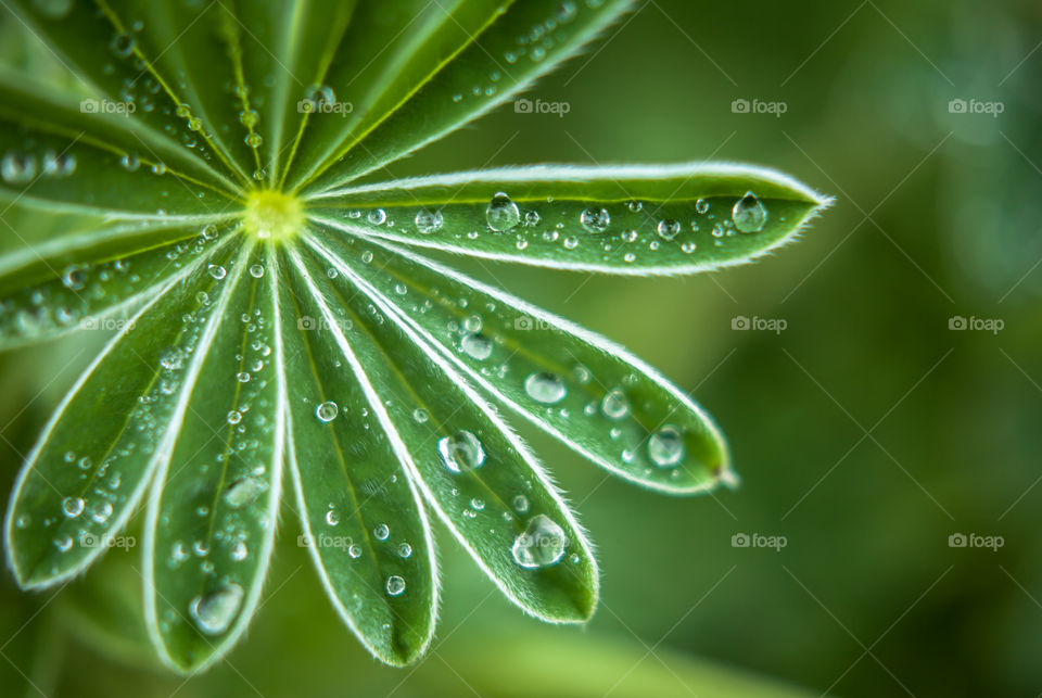 Star shaped plant with rain drops