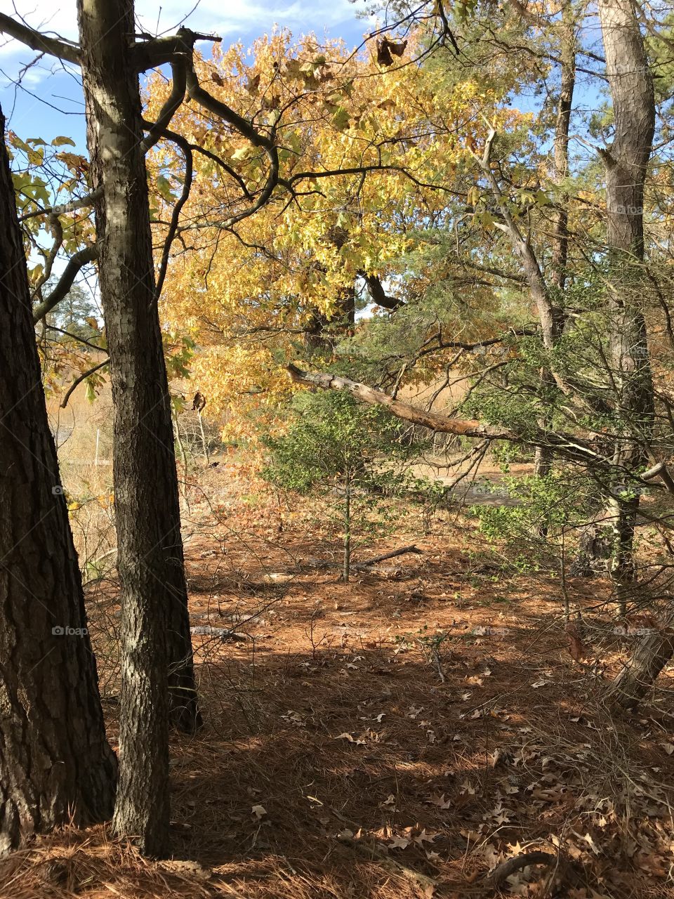 Wooded path