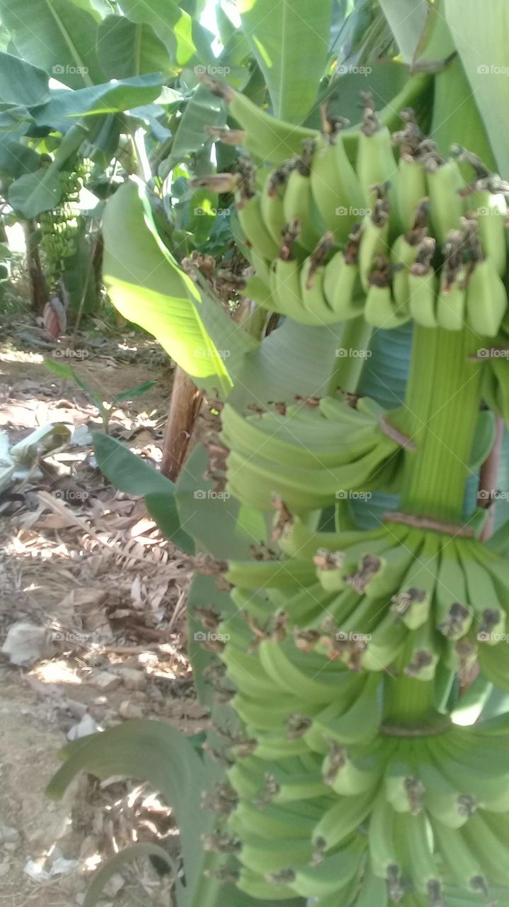 Bananas